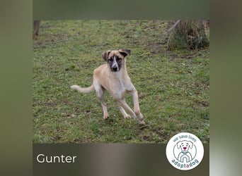 Gunter: Zarte Seele sucht Ruhe