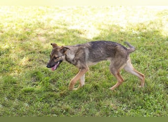 Marlee: Lebensfreude sucht Zuhause