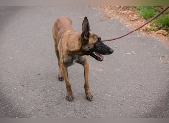 Airi: sucht ein Zuhause