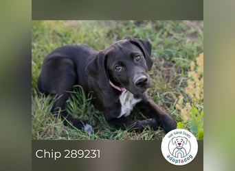 Chip 289231 sucht ein zu Hause