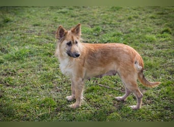 Nala: Fröhlich und kooperativ