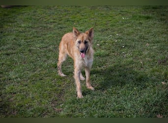 Nala: Fröhlich und kooperativ