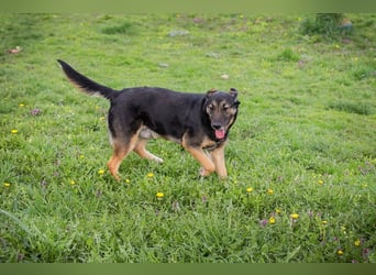 Maxi: Sonnenschein auf vier Beinen