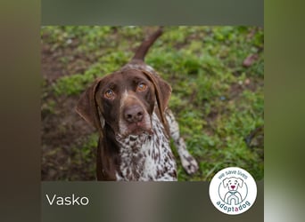 Vasko: Lebendiger Teamplayer