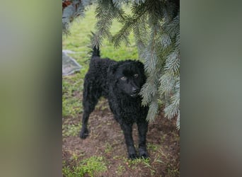 Cody: Neugieriger Wirbelwind