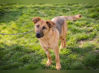 Chip 271878 sucht ein Zuhause