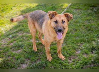 Chip 271878 sucht ein Zuhause