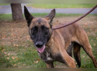 Airi: sucht ein Zuhause