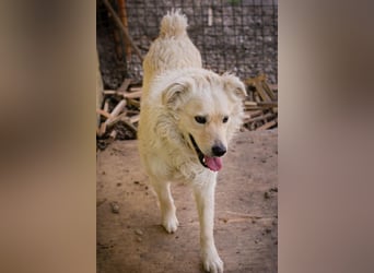 Chip 128917 sucht ein Zuhause