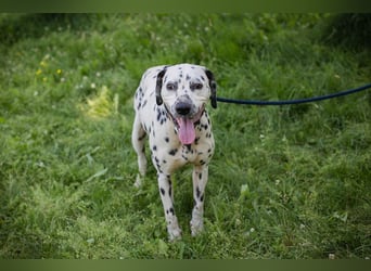 Chip 283717 sucht ein Zuhause