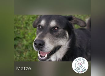 Matze 154018 sucht ein zu Hause