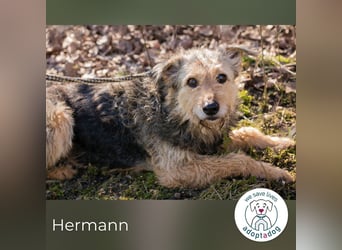 Hermann 2158958 sucht ein zu Hause