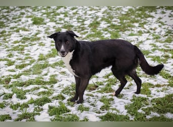 Buonavita: Sucht ihr Glück