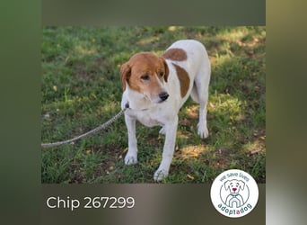 Chip 267299 sucht ein Zuhause