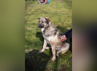 Akido – Sportskanone sucht Zuhause Akido – Sportskanone sucht Zuhause