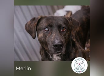 Merlin: Ein Herz voller Freundlichkeit
