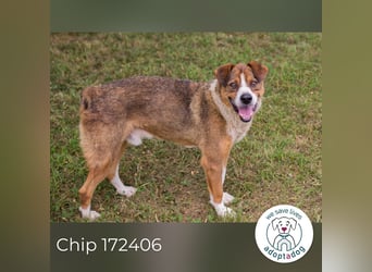 Chip 172406 sucht ein Zuhause