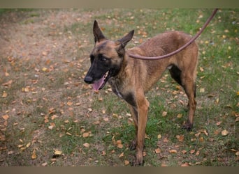 Airi: sucht ein Zuhause