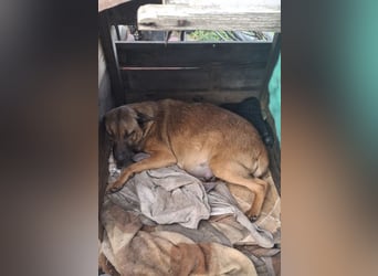 Cassy sucht ein Zuhause