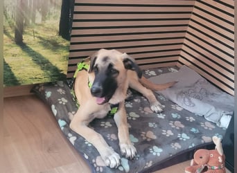 Skadi II sucht ein zu Hause