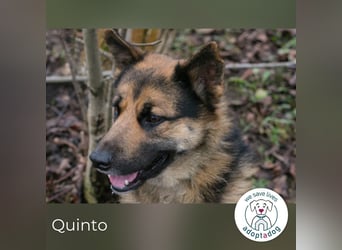 Quinto sucht ein Zuhause