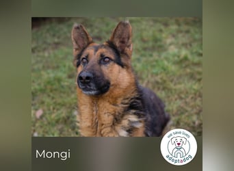 Mongi hofft auf seine Chance