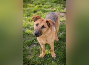 Chip 271878 sucht ein Zuhause