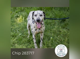 Chip 283717 sucht ein Zuhause