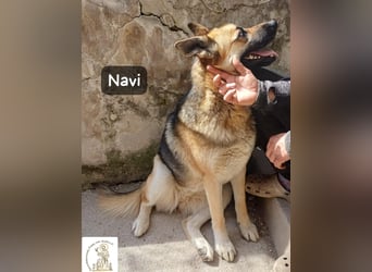 Navi – stark, sensibel, besonders – sucht ihr Gegenstück!