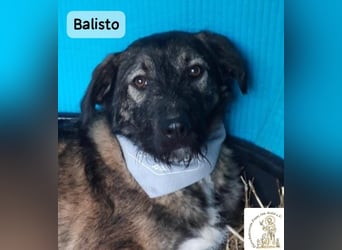 Balisto – vorsichtig? Ja. Langweilig? Ganz sicher nicht!