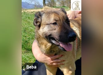 Beba – für Menschen, die das Echte suchen!