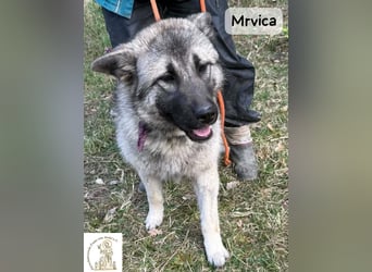 Mrvica – Schönheit mit Neugier auf das große Leben!