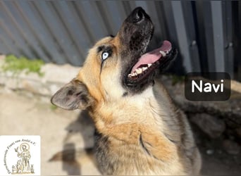 Navi – stark, sensibel, besonders – sucht ihr Gegenstück!