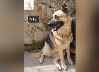 Navi – stark, sensibel, besonders – sucht ihr Gegenstück!