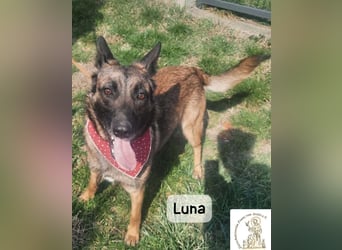 Luna – Köpfchen, Power und definitiv Pfeffer im Hintern