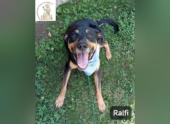 Ralfi – Für manche Hunde gibt es einfach nicht die richtigen Worte!