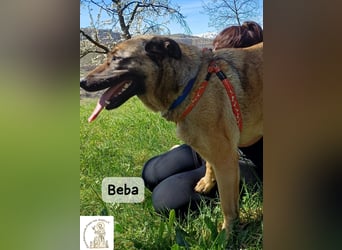 Beba – für Menschen, die das Echte suchen!