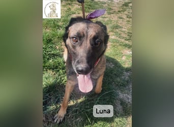 Luna – Köpfchen, Power und definitiv Pfeffer im Hintern