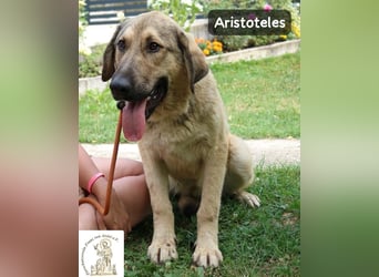 Aristoteles – Entdecker auf der Suche nach seinem Team!
