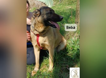 Beba – für Menschen, die das Echte suchen!
