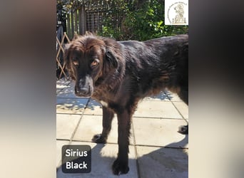 Sirius Black – Vier Pfoten, die einfach dazugehören wollen!