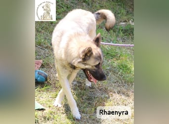 Rhaenyra – auffallen kann sie, bleiben möchte sie!