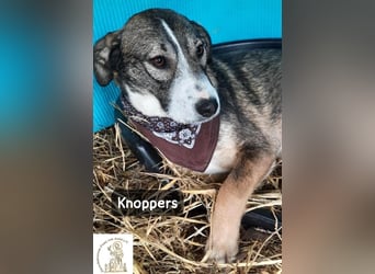 Knoppers – zuerst zurückhaltend, später zum Verlieben!