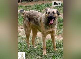 Shon – einmal lächeln, einmal verlieben, dann gemeinsam los ins Abenteuer!