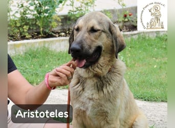 Aristoteles – Entdecker auf der Suche nach seinem Team!