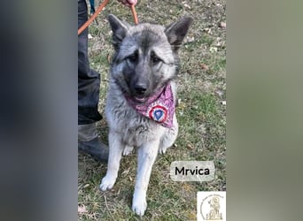 Mrvica – Schönheit mit Neugier auf das große Leben!