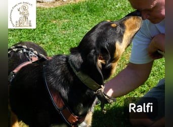 Ralfi – Für manche Hunde gibt es einfach nicht die richtigen Worte!