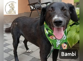 Bambi – Mehr braucht es nicht!