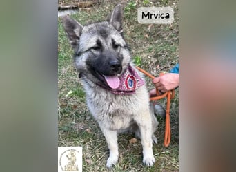 Mrvica – Schönheit mit Neugier auf das große Leben!