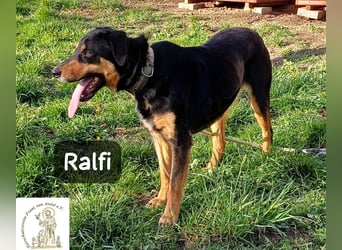 Ralfi – Für manche Hunde gibt es einfach nicht die richtigen Worte!